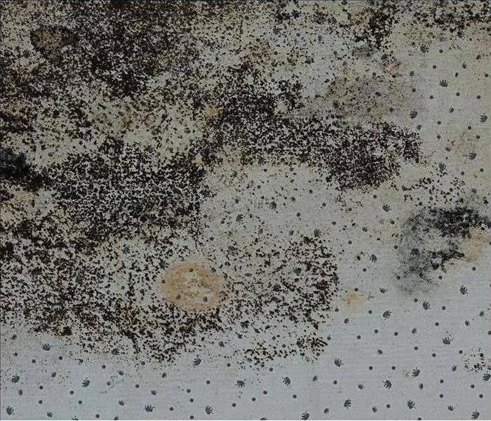 Black spots of mold